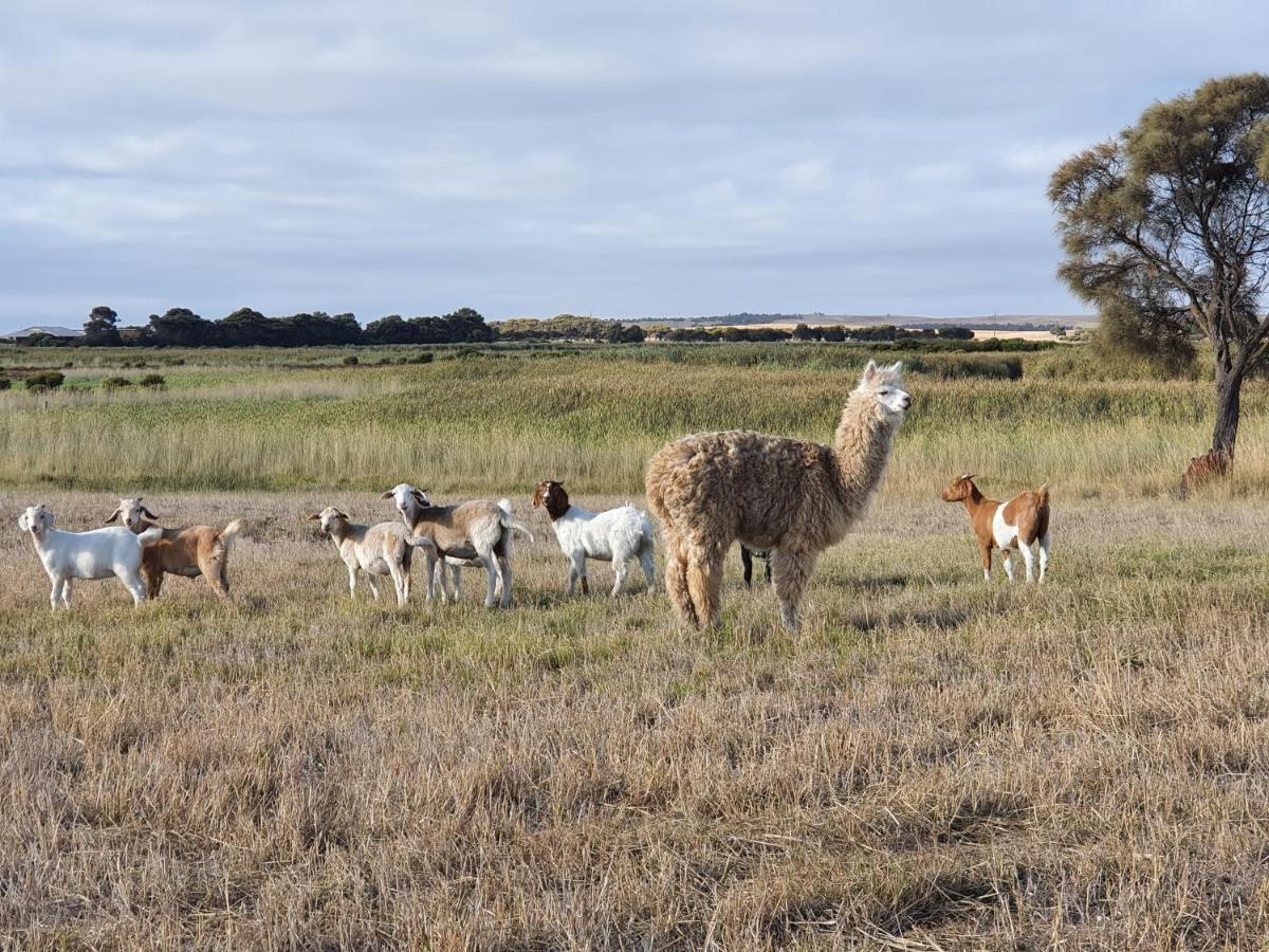 Coorong Island Retreat - Farm Stay At Pet Friendly Property Meningie Extérieur photo