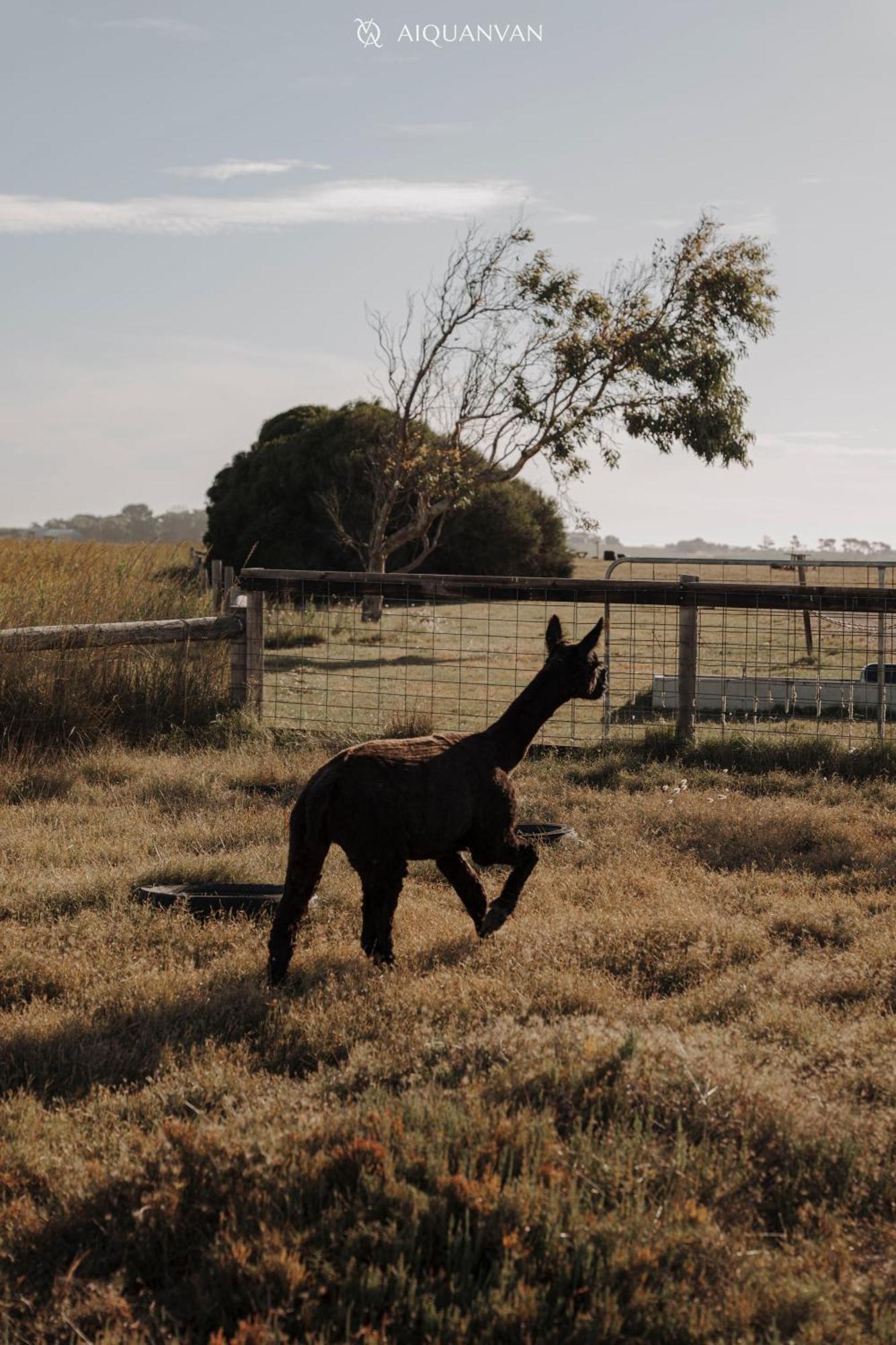 Coorong Island Retreat - Farm Stay At Pet Friendly Property Meningie Extérieur photo